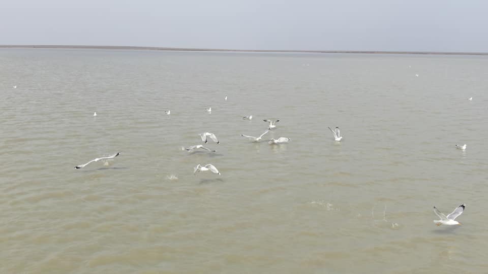 шағала аралы